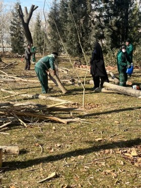 ادامه عملیات هرس زمستانه درختان سطح شهر
