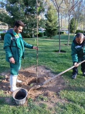 واکاری درختان فضای سبز در پارک ساحلی با نهال زیتون تلخ توسط واحد فضای سبز شهرداری