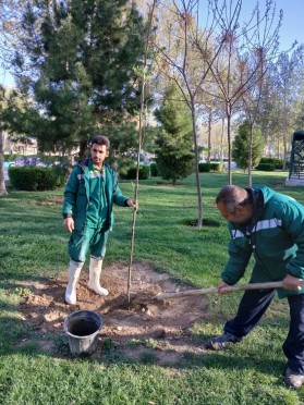 واکاری درختان فضای سبز در پارک ساحلی با نهال زیتون تلخ توسط واحد فضای سبز شهرداری