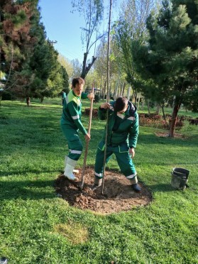 واکاری درختان فضای سبز در پارک ساحلی با نهال زیتون تلخ توسط واحد فضای سبز شهرداری